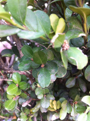 Buxus microphylla