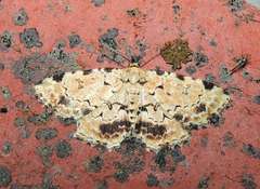 Sandava scitisignata