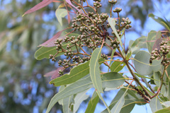 Corymbia leichhardtii