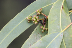 Corymbia leichhardtii