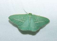 Chlorocoma stereota