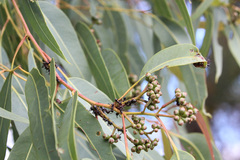 Corymbia leichhardtii