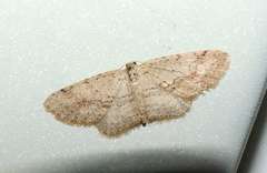Poecilasthena scoliota