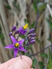 Solanum dulcamara