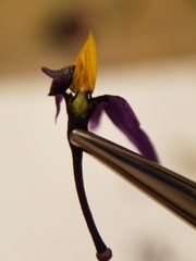 Solanum dulcamara