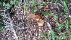 Cortinarius castoreus