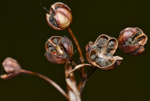 Sisyrinchium micranthum