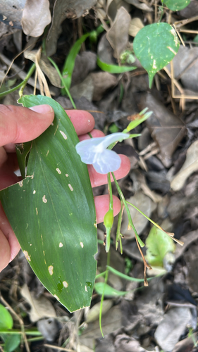 Maranta arundinacea observed 2026-09-28
