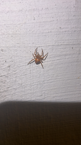 Cross Orbweaver