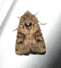 Neumichtis mesophaea