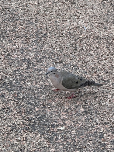 Eared Dove