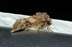 Neumichtis mesophaea