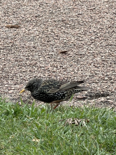 European Starling