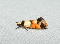 Crepidosceles glycydora