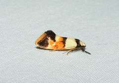 Crepidosceles glycydora