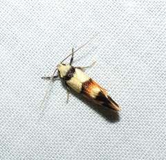 Crepidosceles glycydora