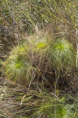 Bulbostylis paradoxa