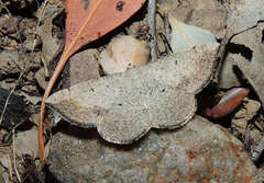 Taxeotis perlinearia