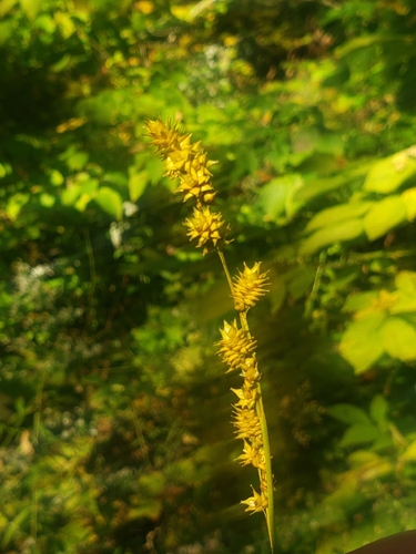 Carex sparganioides, 2026-09-28