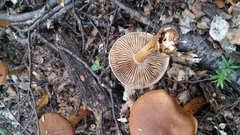 Cortinarius castoreus