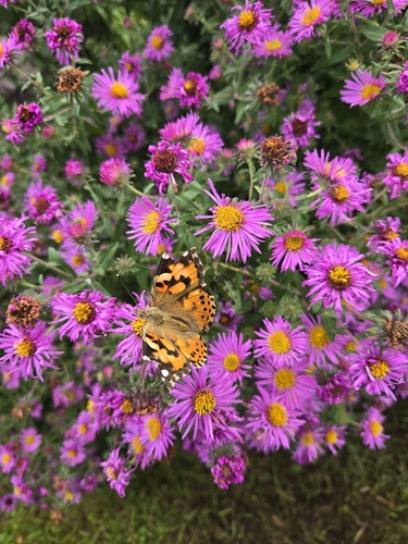 Painted Lady