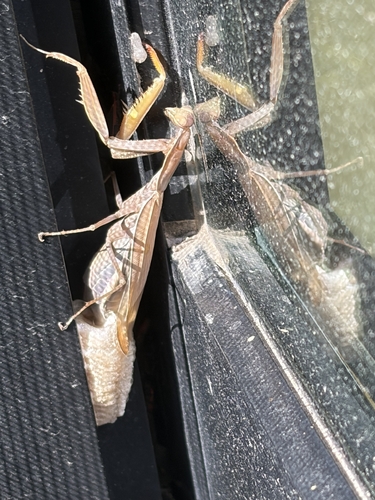 European Mantis