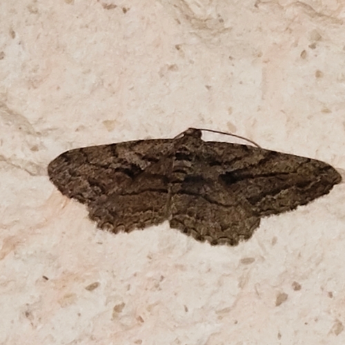 Peribatodes correptaria