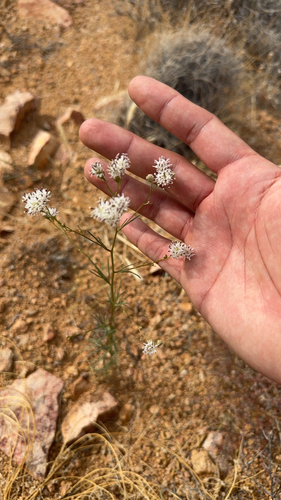wright's hymenothrix