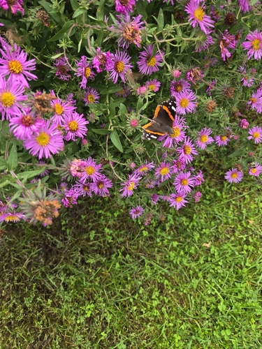 Red Admiral