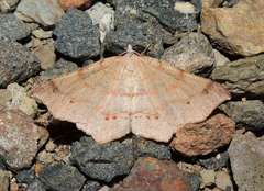 Rhinodia rostraria