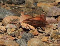 Rhinodia rostraria