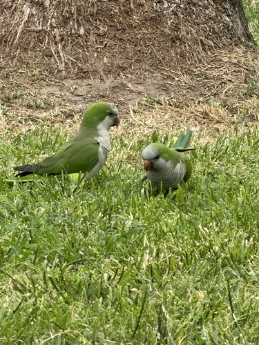 Monk Parakeet