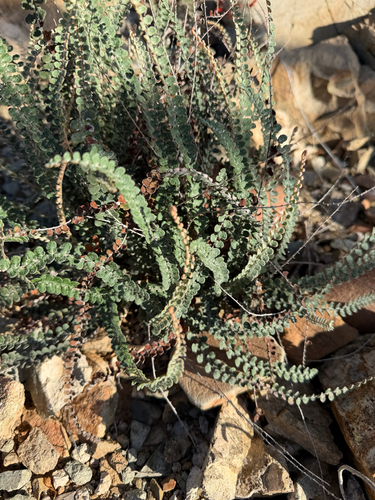Astrolepis cochisensis, 2026-09-24
