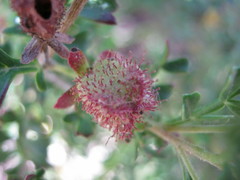 Dodonaea humilis