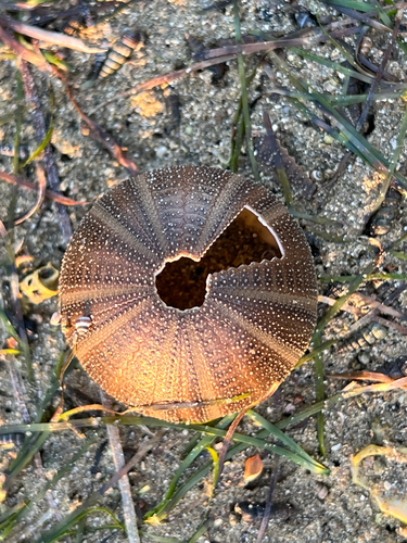 Amblypneustes ovum observed 2026-09-28