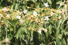 Clerodendrum floribundum