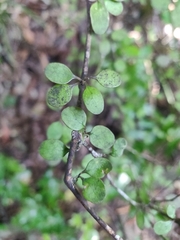 Coprosma crassifolia