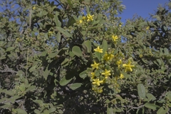 Davilla elliptica