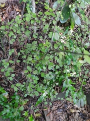 Coprosma crassifolia