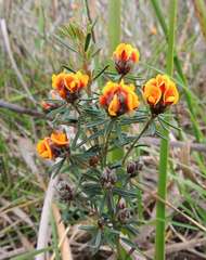 Pultenaea dentata