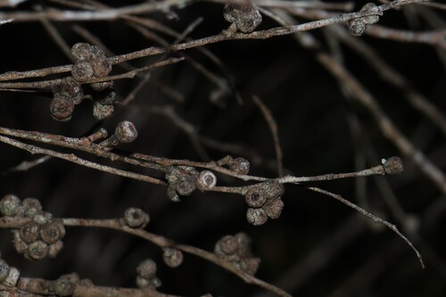 Eucalyptus cneorifolia observed 2026-09-21