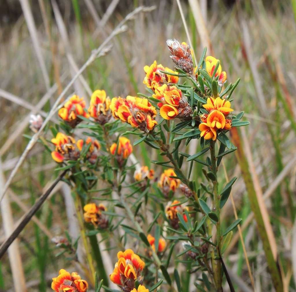 clustered bush-pea