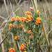 Pultenaea dentata - Photo (c) Cathy Powers, some rights reserved (CC BY), uploaded by Cathy Powers