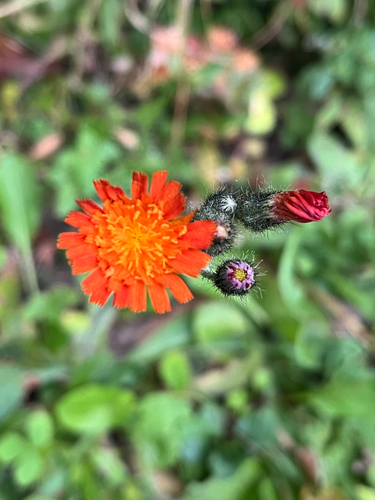 orange hawkweed