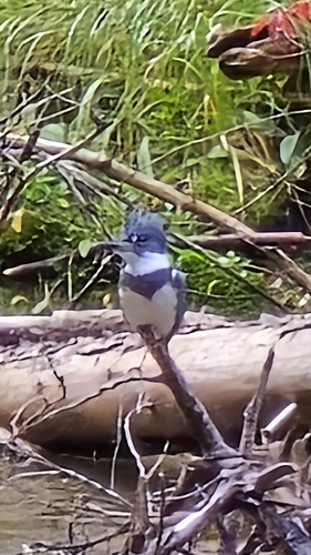 Belted Kingfisher