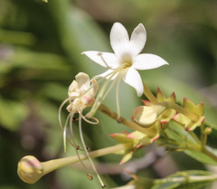 Clerodendrum floribundum
