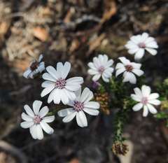 Olearia minor