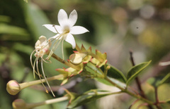 Clerodendrum floribundum