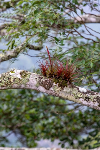 Tillandsia tricolor, photograph 4