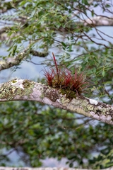 Tillandsia tricolor, photograph José Javier Barrios Flores, CC BY, iNaturalist via GBIF